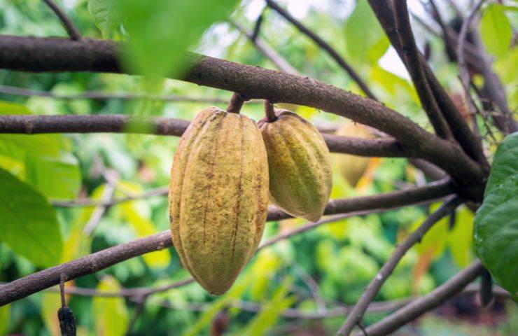 coltivazione cacao