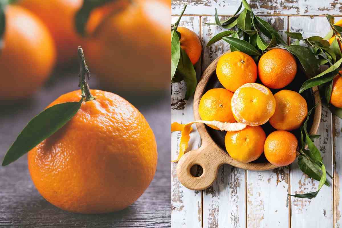 clementine mandarini differenze