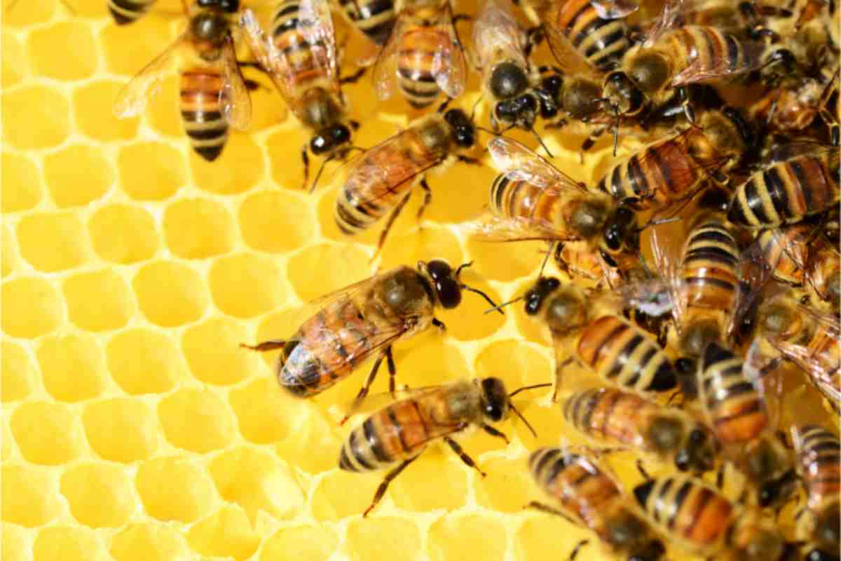 Una tredicenne ha concepito un sistema per preservare le api del miele dai pesticidi