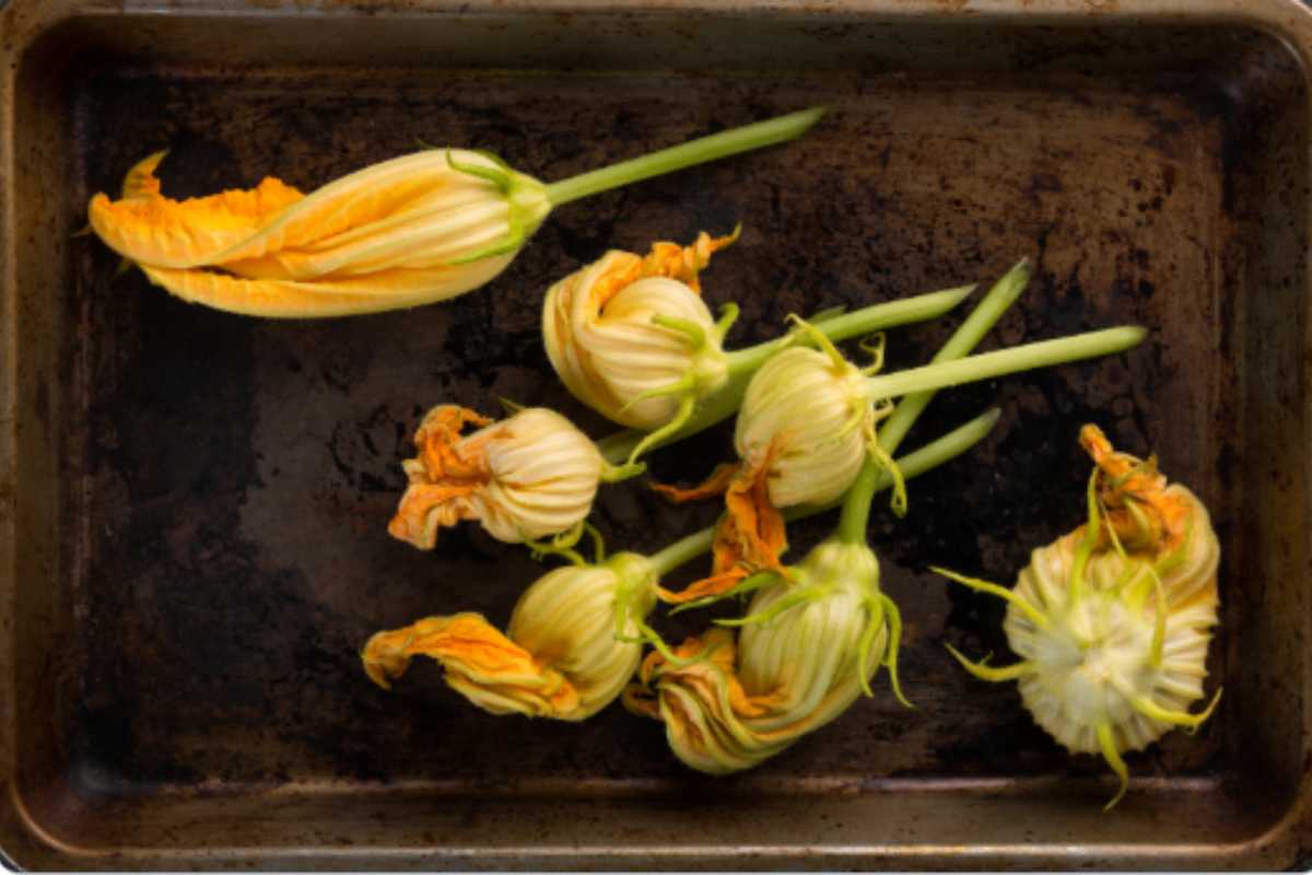 Fiori di zucca ricette