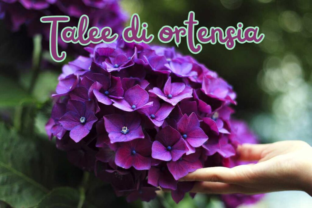 Talee di ortensia, il momento giusto per raccoglierle: moltiplica le ...