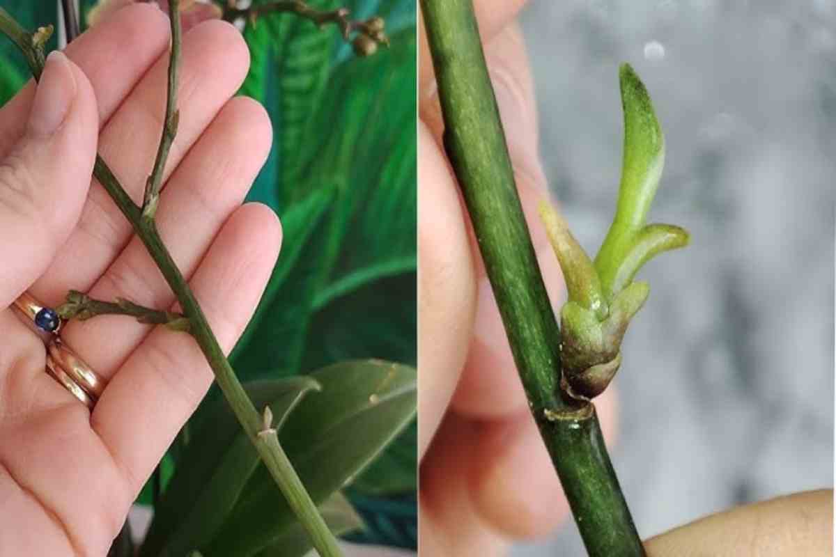 dai germogli alle orchidee
