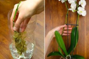 Un metodo per moltiplicare orchidee