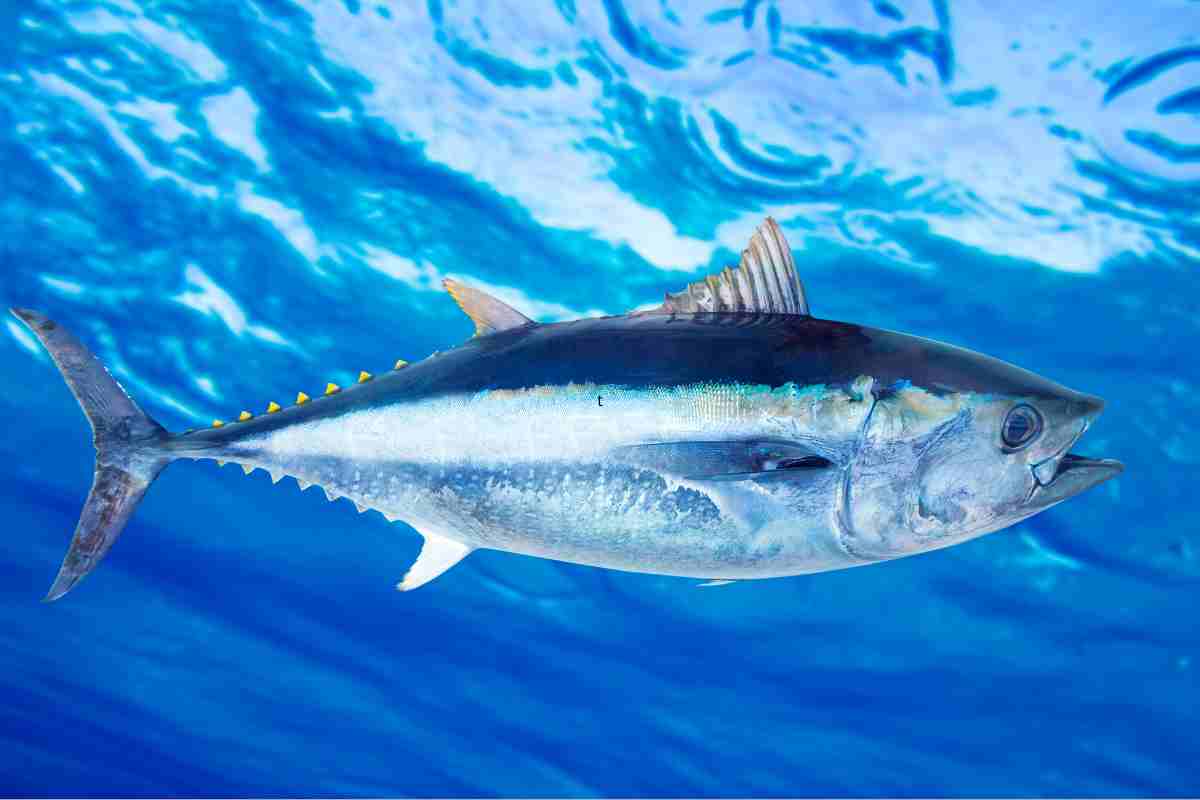 pesce contaminazione mercurio