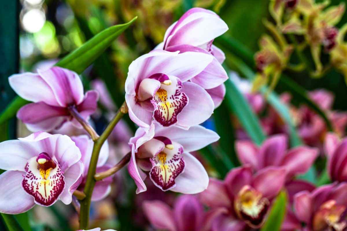 coltivazione orchidee