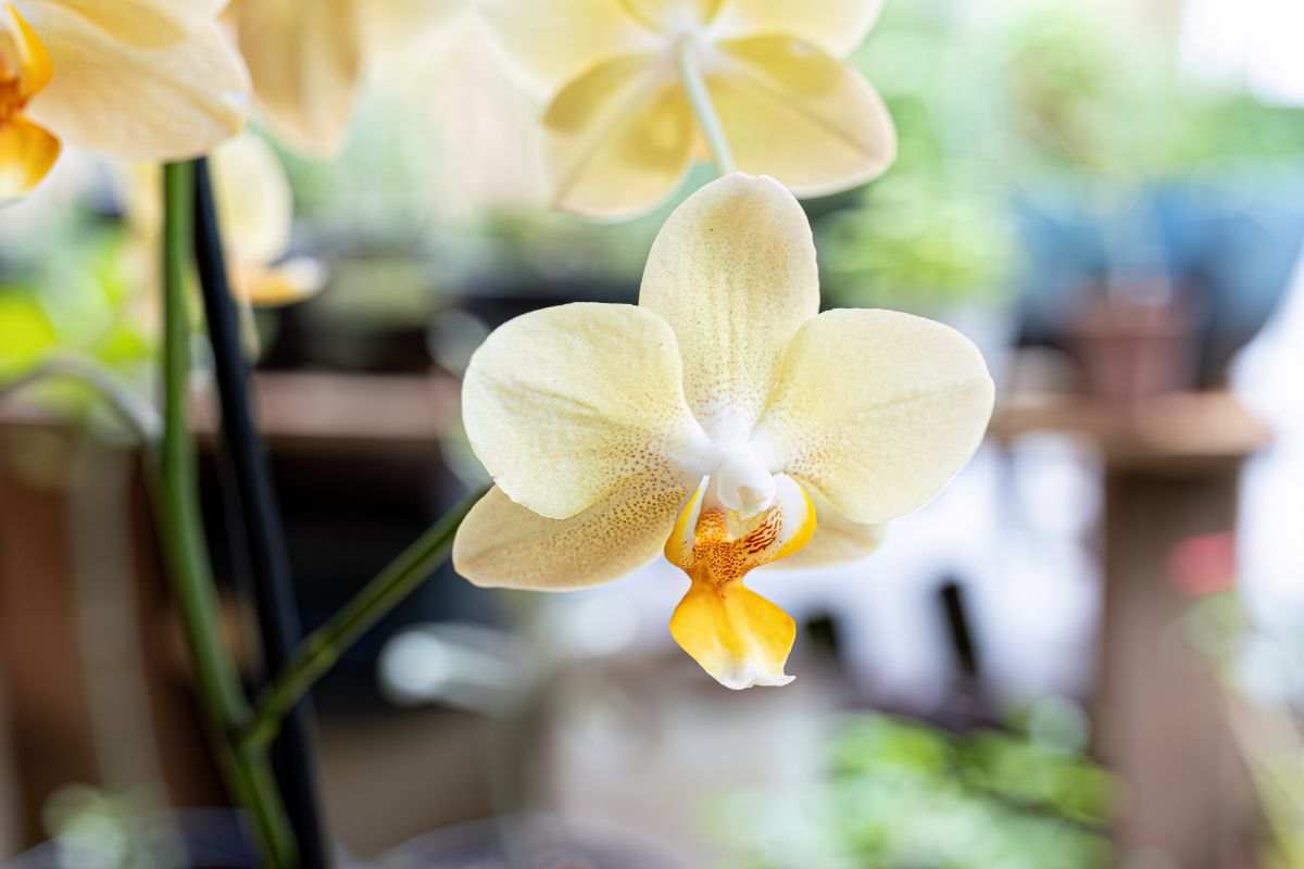 come dare acqua orchidee