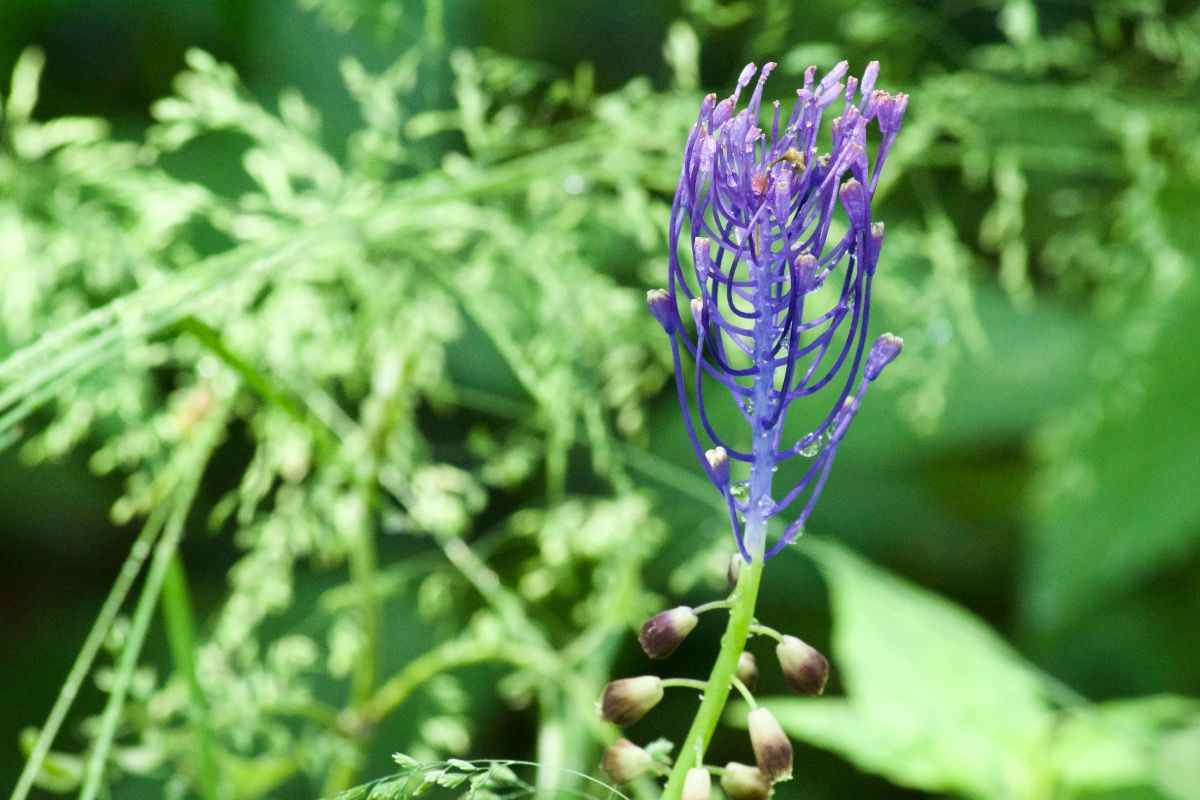 Muscari comosum