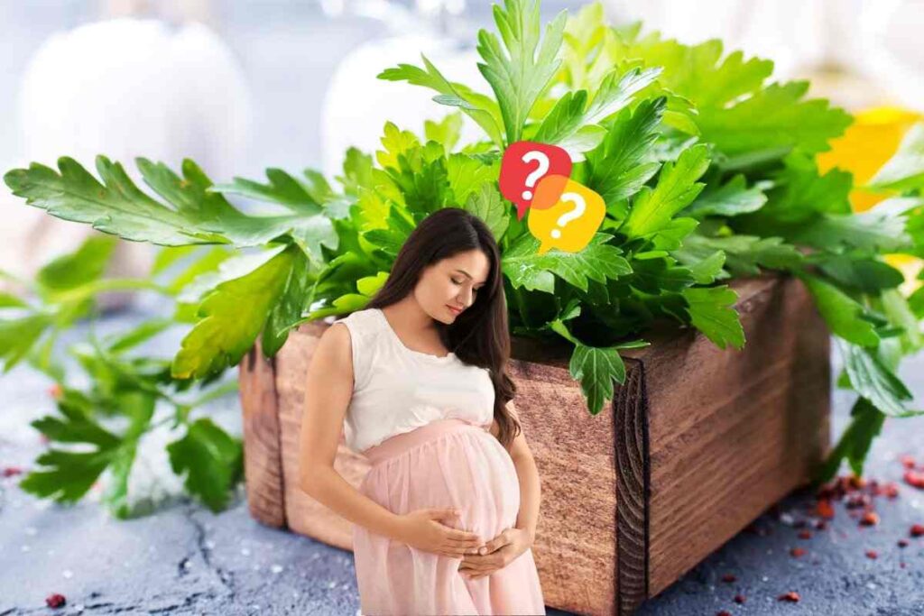 prezzemolo e donna incinta