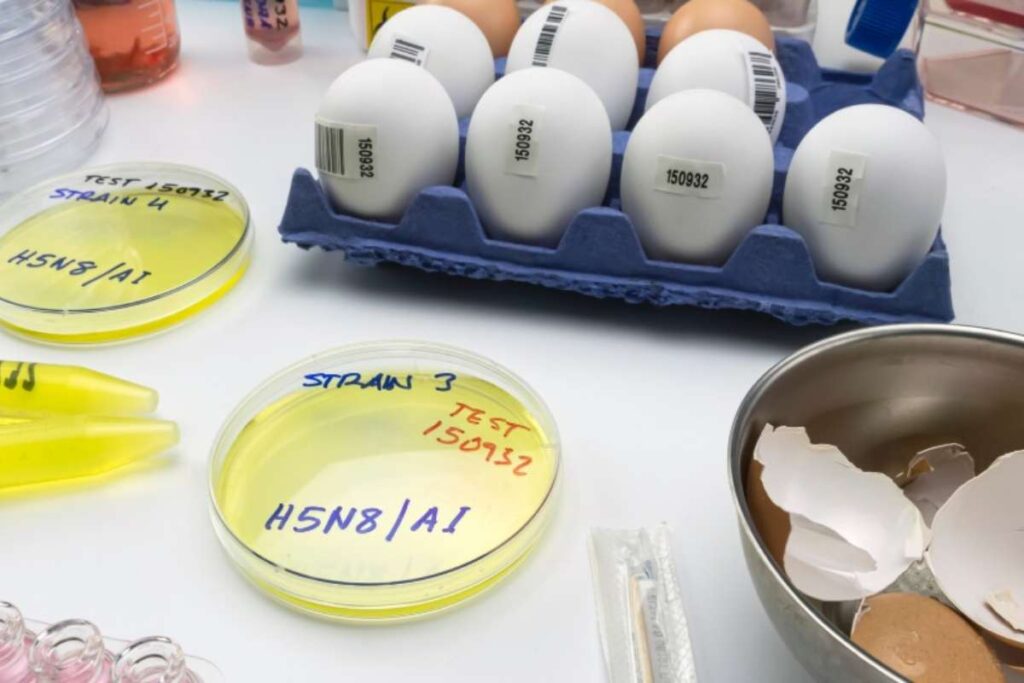 Ricerca influenza aviaria