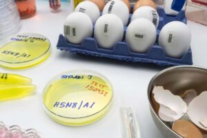 Ricerca influenza aviaria
