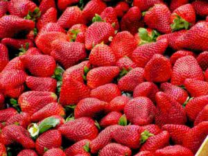Fragole conservarle più a lungo