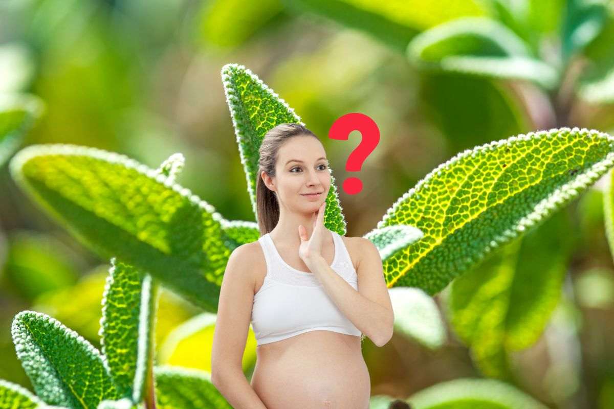 pianta di salvia e donna in gravidanza che si pone domande