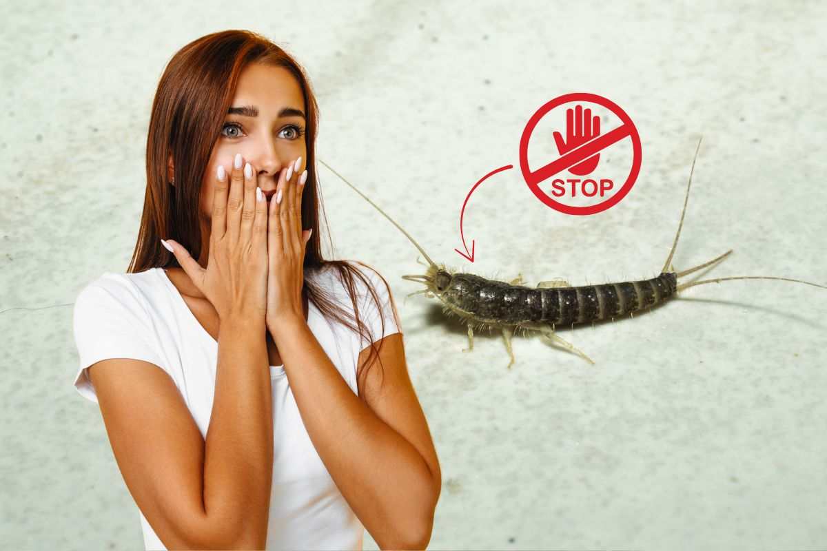 Pesciolino d'argento