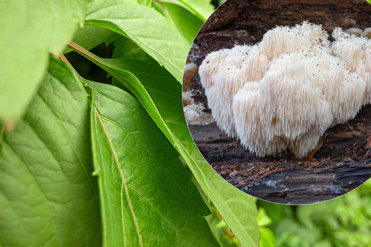 Vegetali integratori immortalità