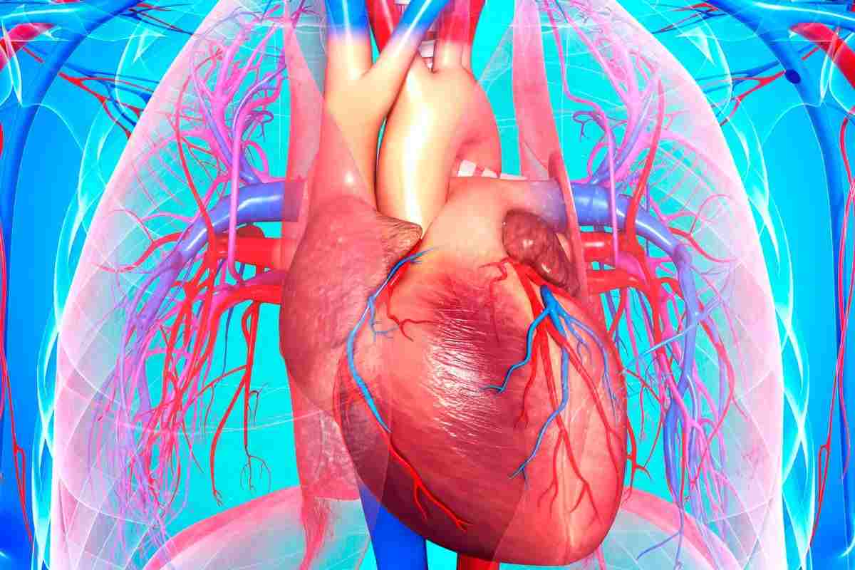 apparato cardiocircolatorio