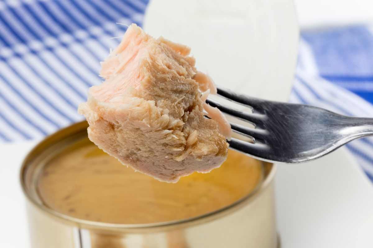 pezzo di tonno sott'olio su una forchetta