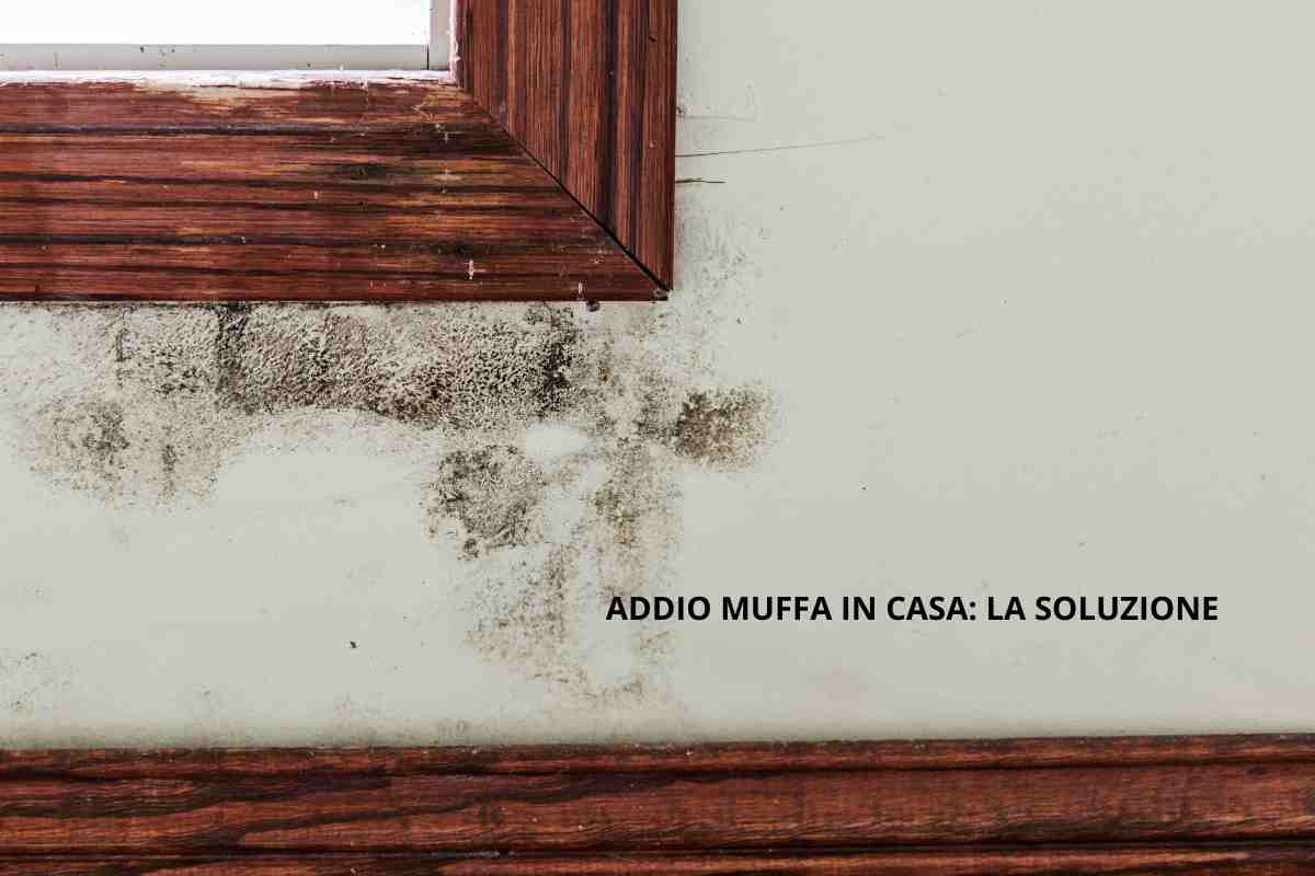 Muffa in casa ha le ore contate