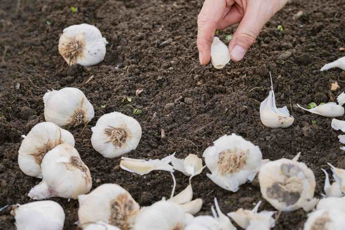 Bulbi di aglio in giardino