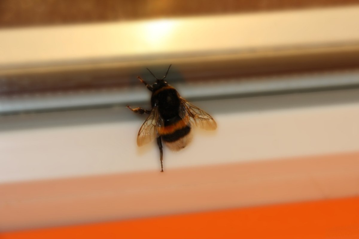 Calabrone in casa
