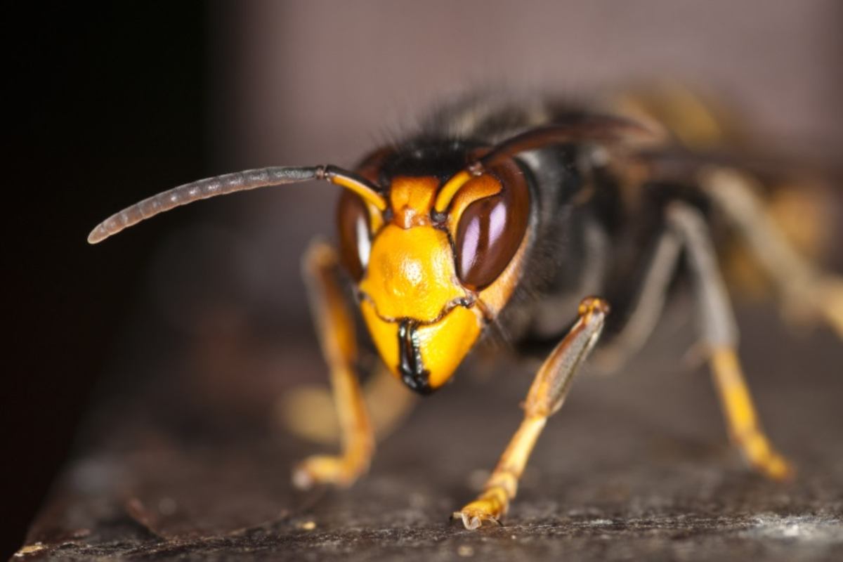 calabroni assassini