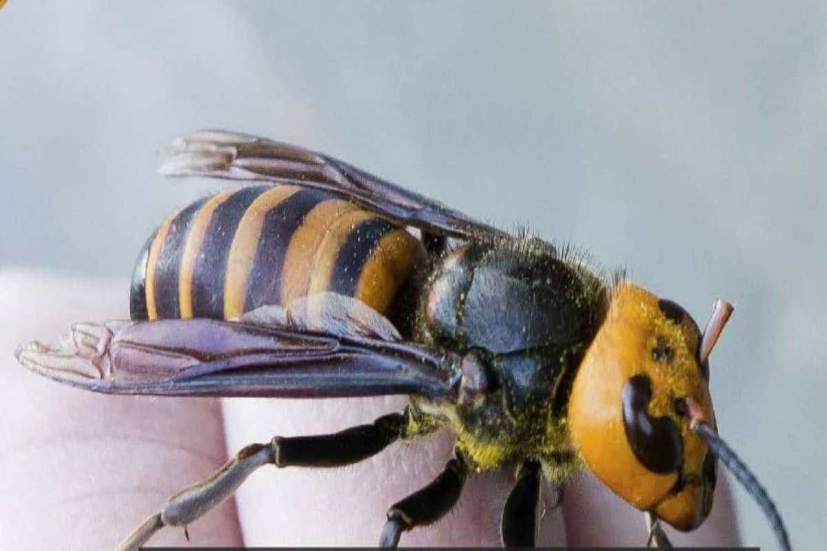 calabroni assassini