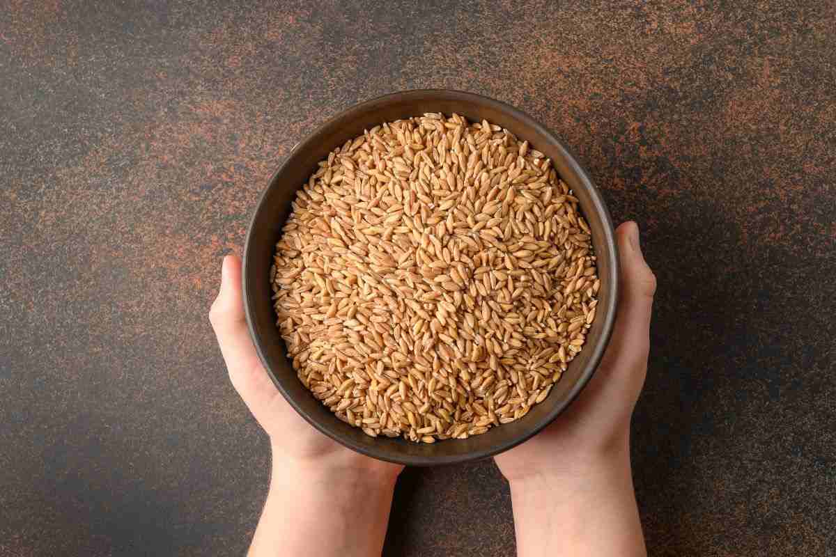 Ciotola contenente farro