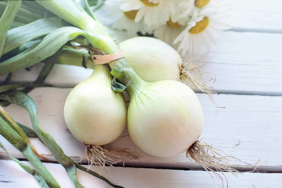 Cipolla