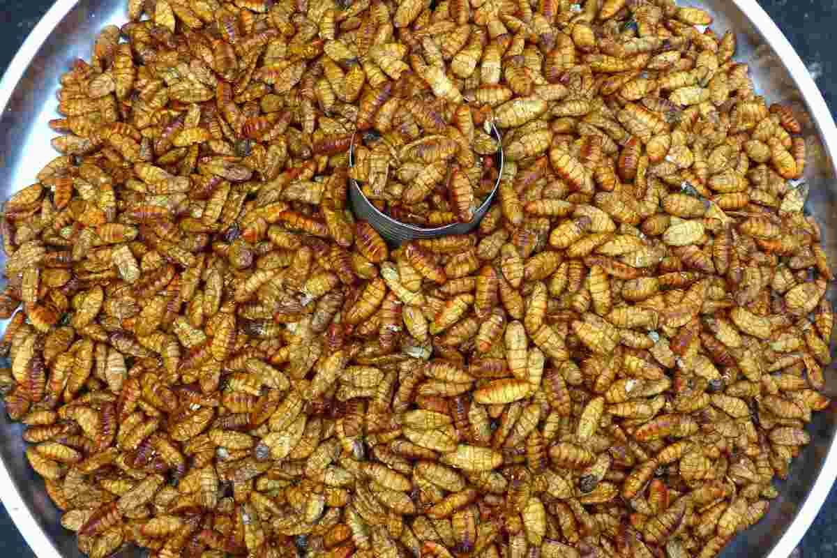 Farina di insetti