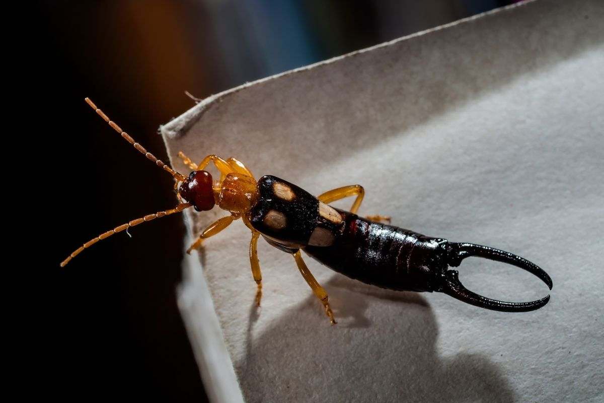 Forbicina rinvenuta in casa