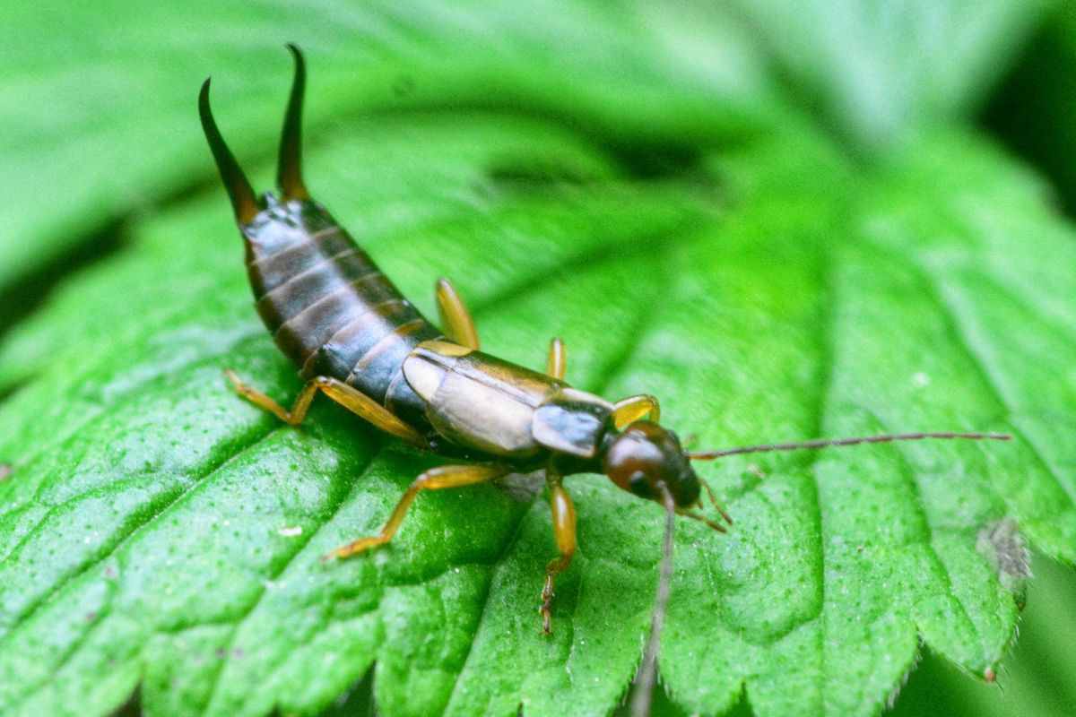 Forficula auricularia insetto