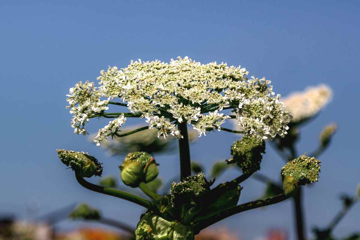 Heracleum mantegazzianum