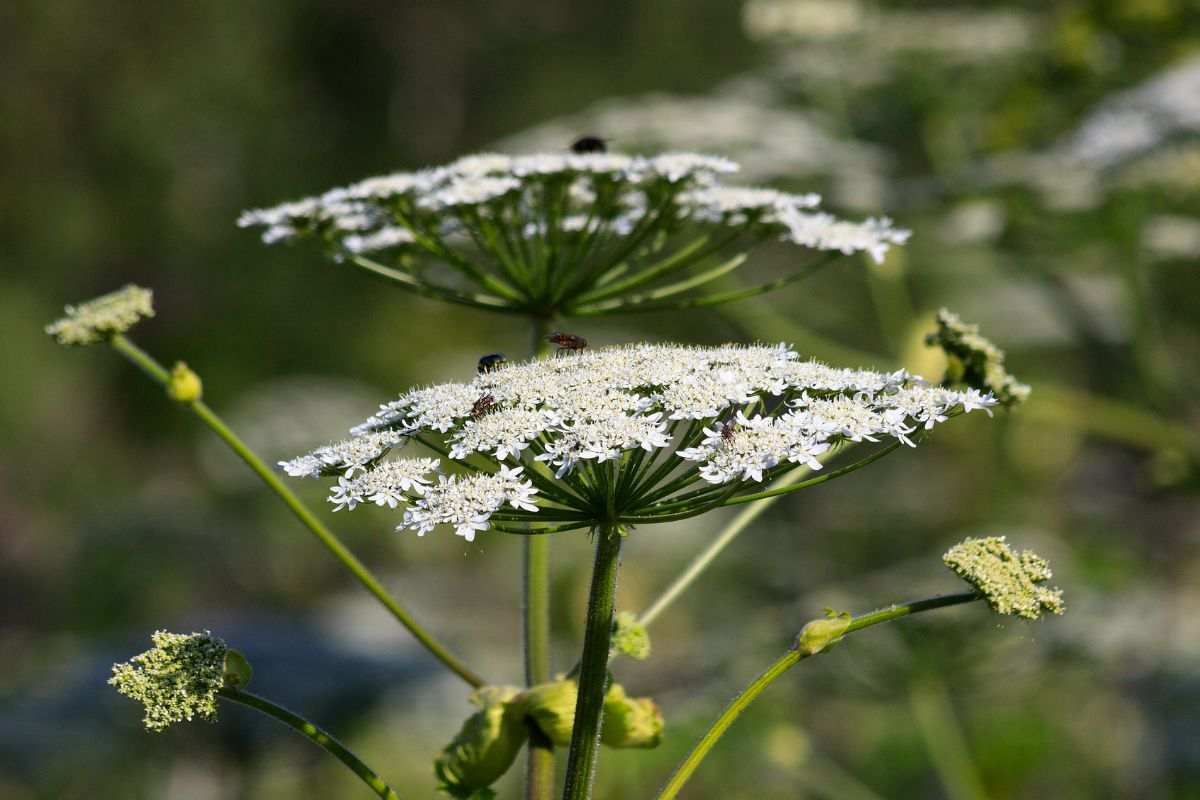 I bellissimi fiori bianchi della panace di mantegazza