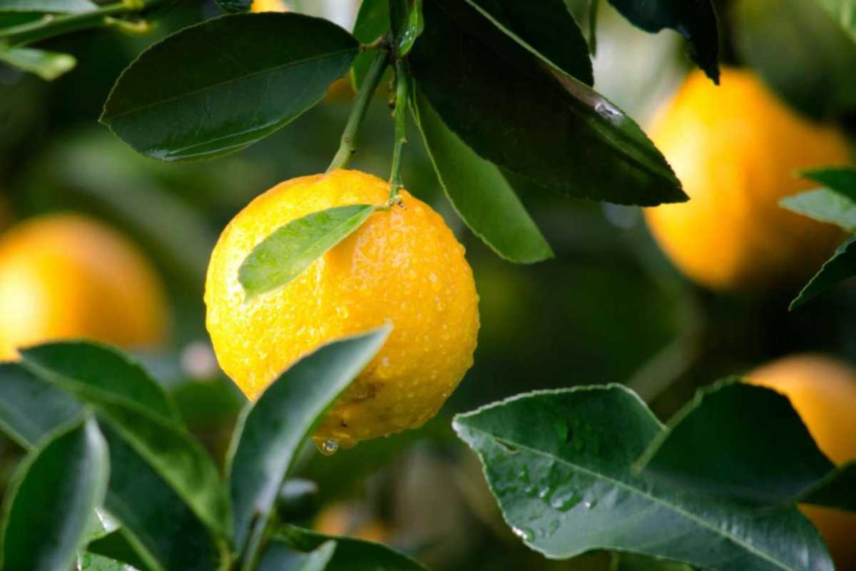 Limone