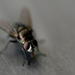 Mosca