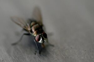 Mosca