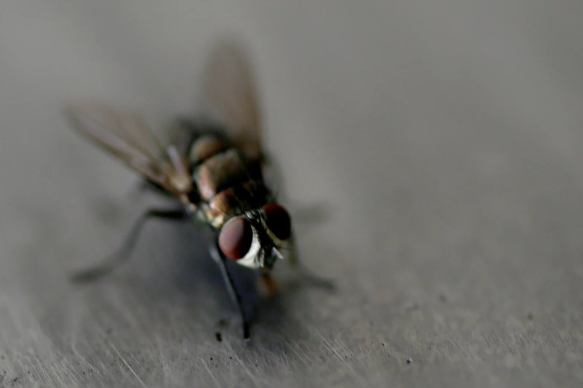 Mosca