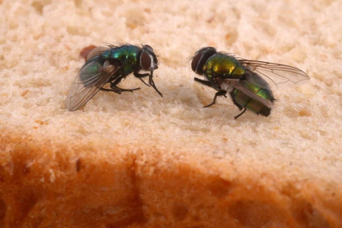 Mosche sul pane