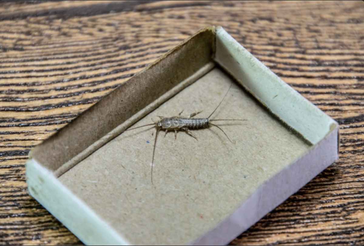 Pesciolino d'argento in una scatola