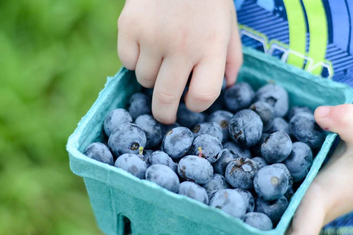 Pruina frutta