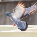 Un piccione che vola