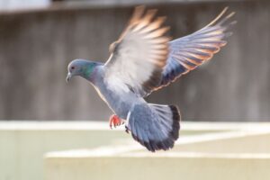 Un piccione che vola