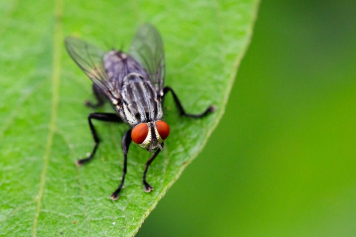 Una mosca su una foglia