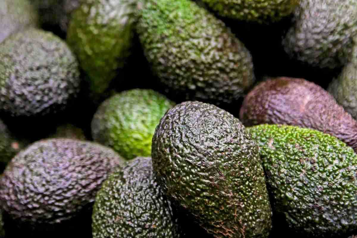 avocado come riconoscere quello maturo
