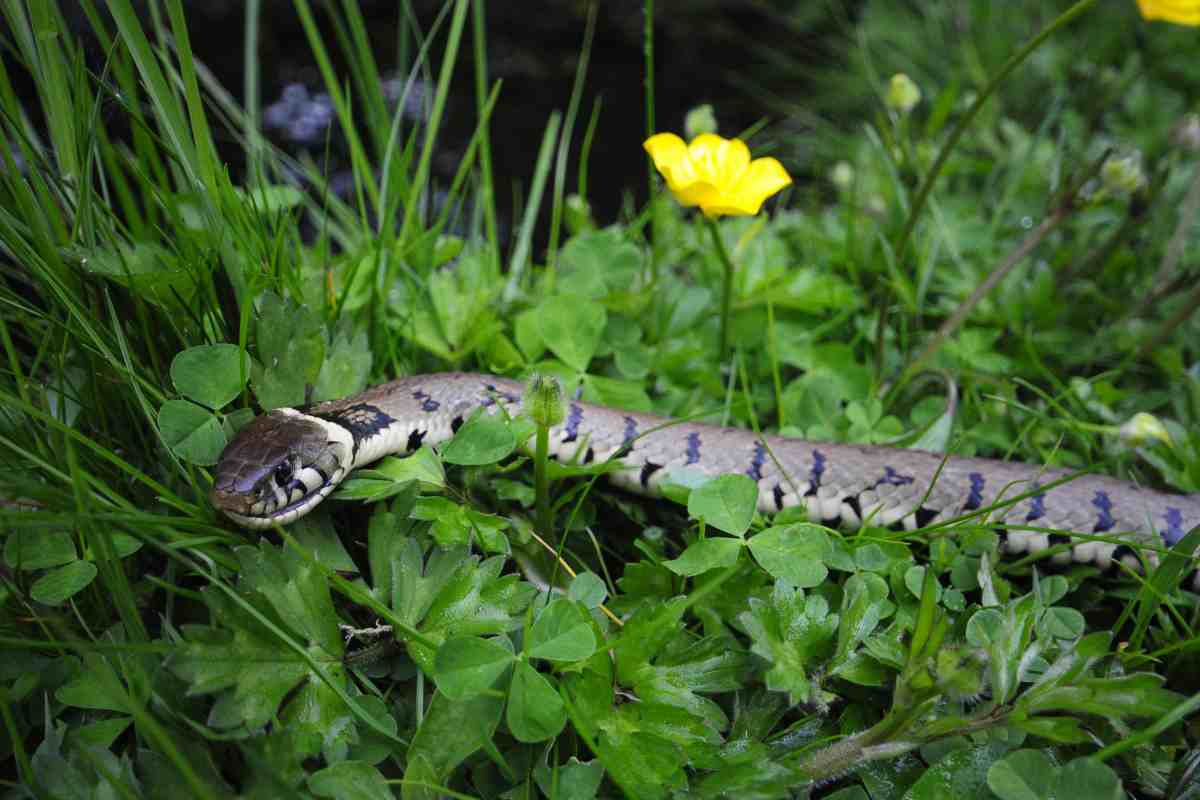biacco in giardino