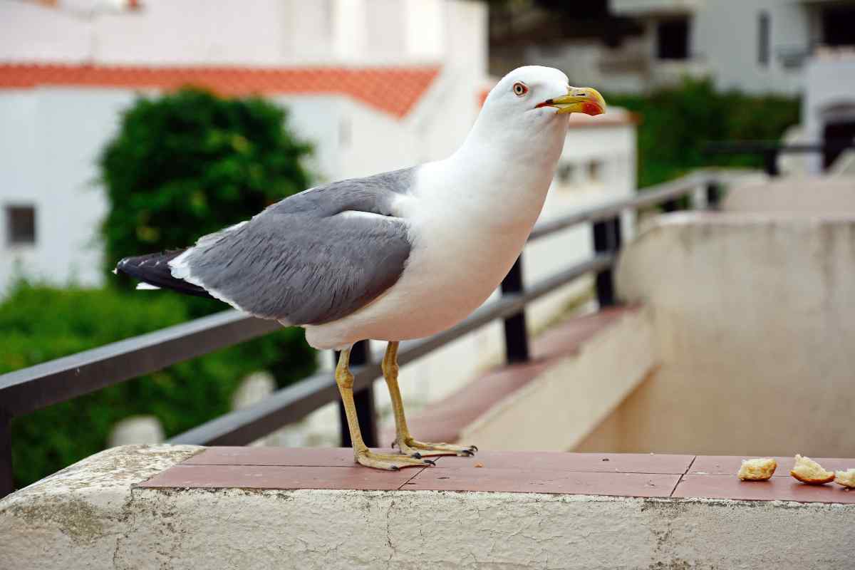 gabbiano