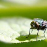 mosca