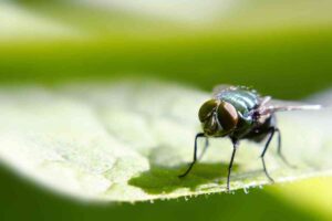 mosca