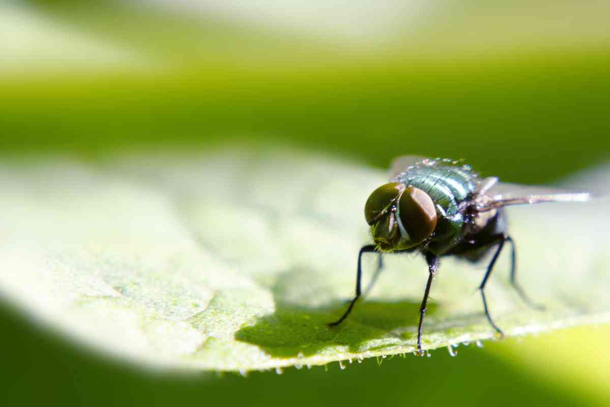 mosca