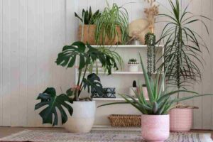 piante in casa