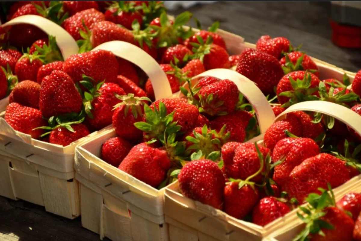 Cestini di fragole